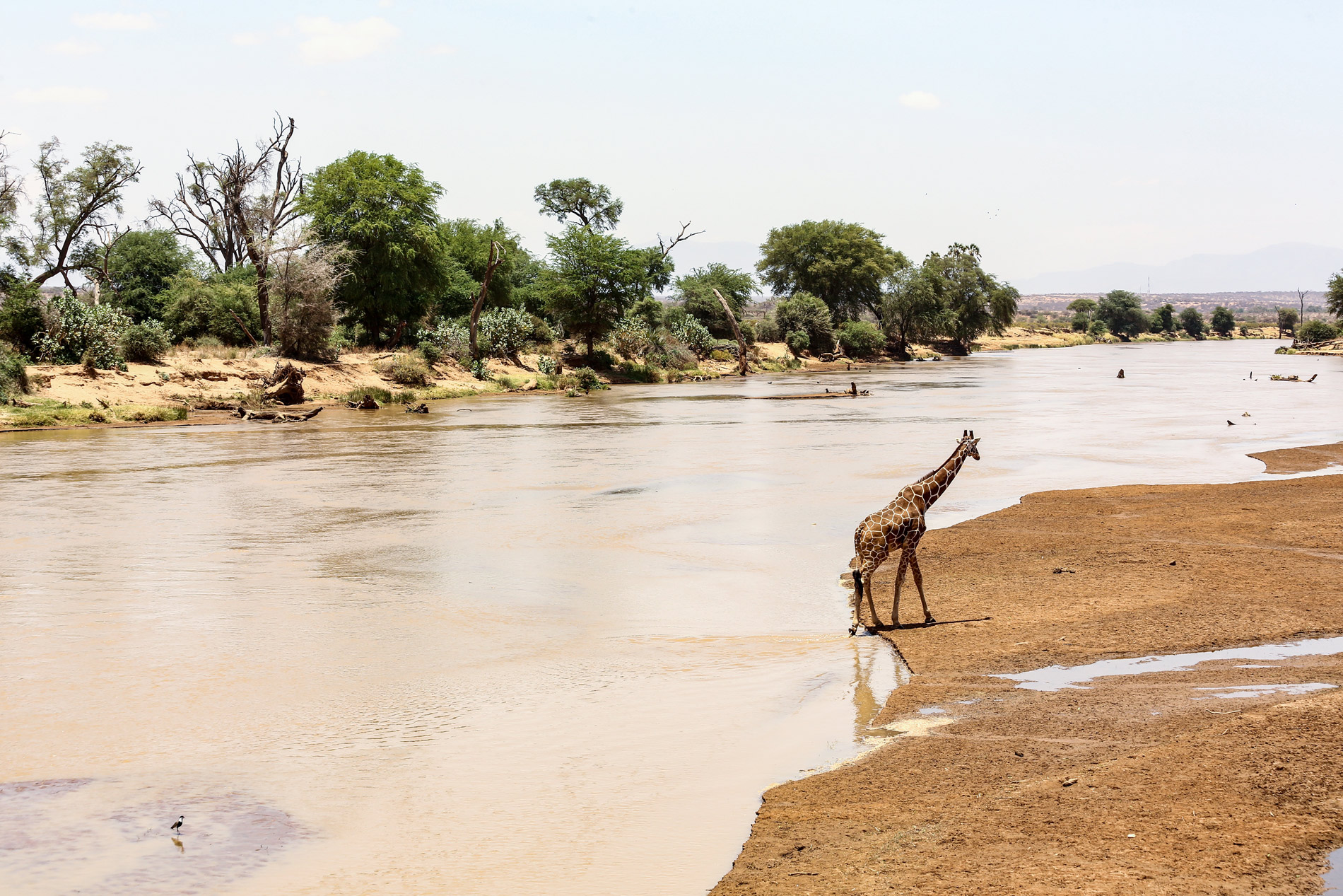 Giraffe drinking at the lake